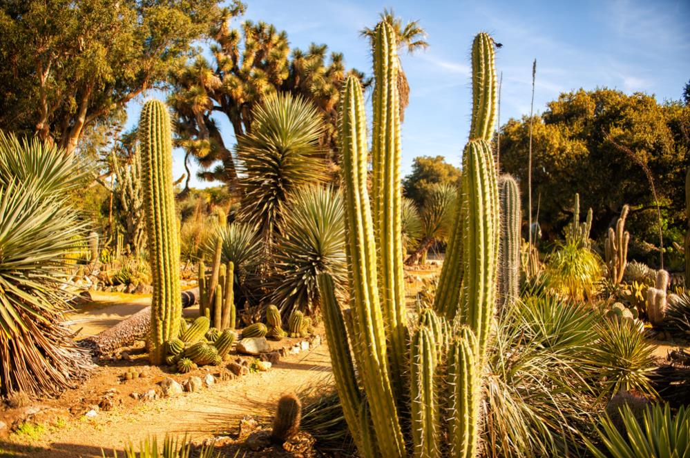 A sandy park path meandering through cactuses and trees