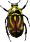 Fiddler beetle.svg