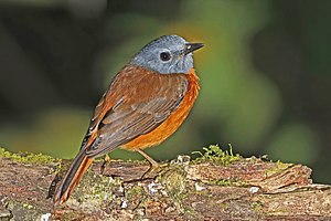 Amber mountain rock thrush (Monticola sharpei erythronotus) male 2.jpg