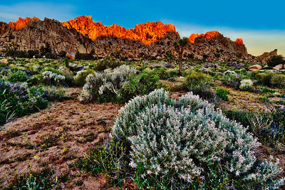 Joshua Tree - 2019