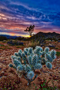 Joshua Tree - 2019