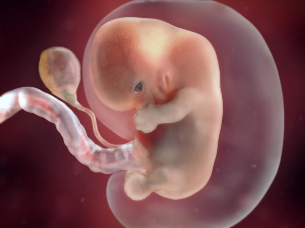 Fetal development diagram - two months