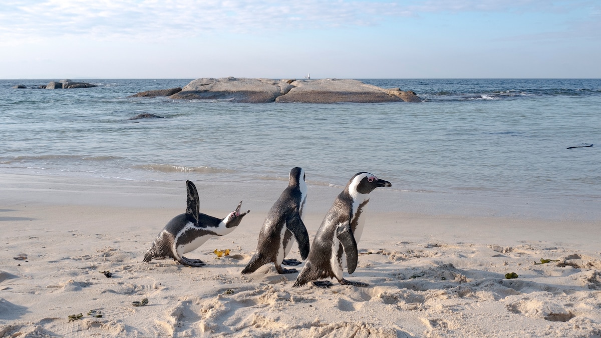 Africa’s only penguins face an uncertain future