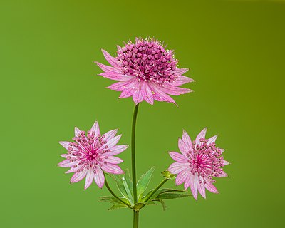 Bloem van een Astrantia major 'Roma'. 24-06-2021 (actm.) 01.jpg