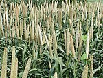 Grain millet, early grain fill, Tifton, 7-3-02.jpg