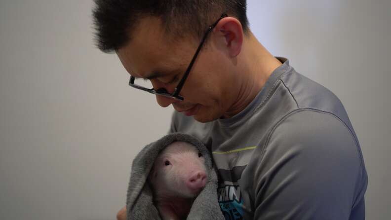 Man holding rescued piglet