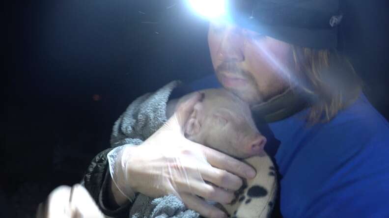 Man carrying rescued piglet