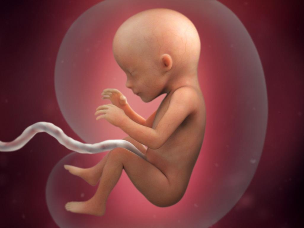 Desarrollo fetal - mes cuatro