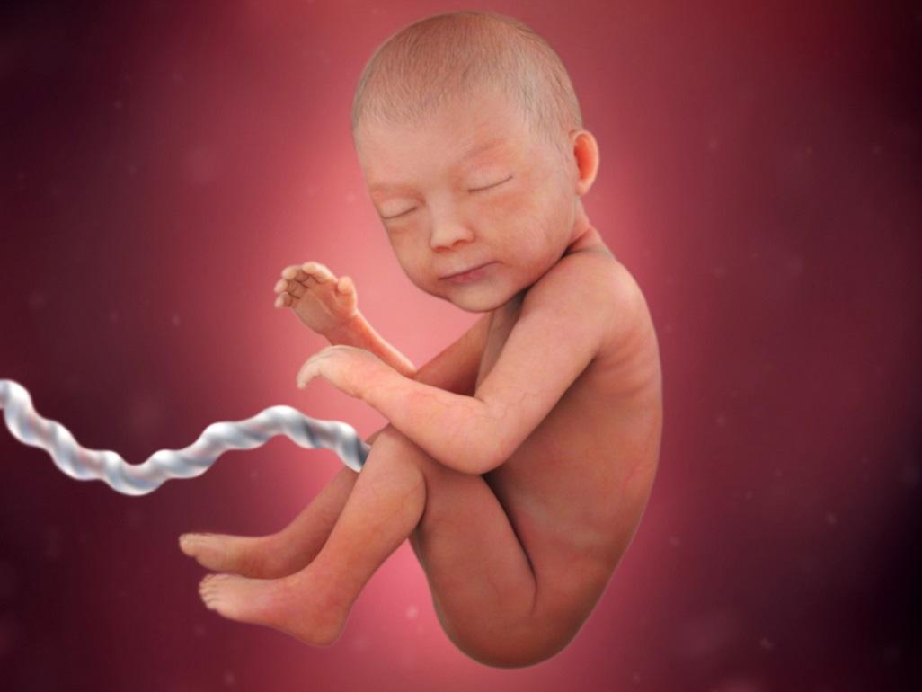 Desarrollo fetal - mes siete