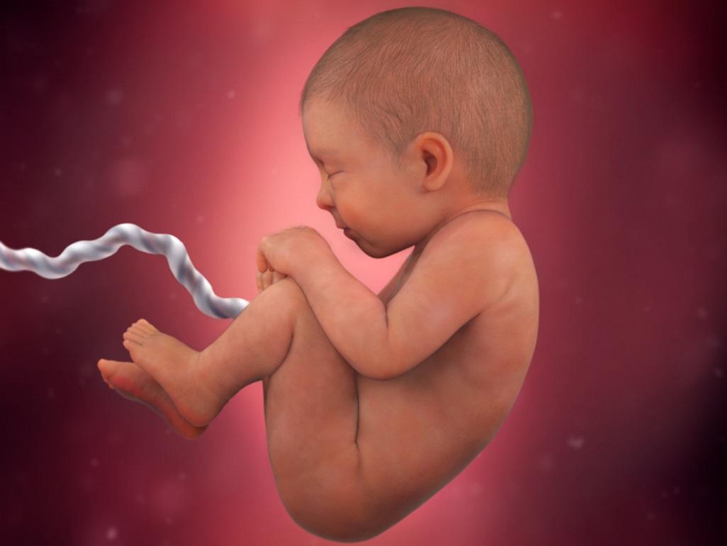 Desarrollo fetal - mes nueve