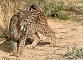 Linksi wa Hispania Lynx pardinus