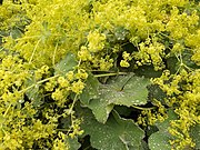 Lady's mantle, Eberbach.jpg