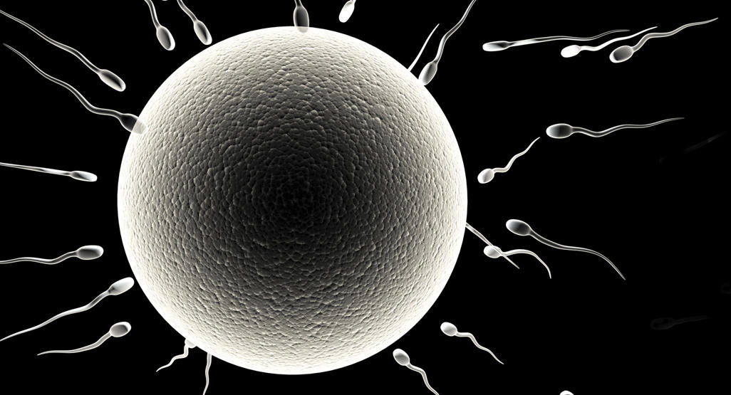 Spermatozoa arriving at an egg.