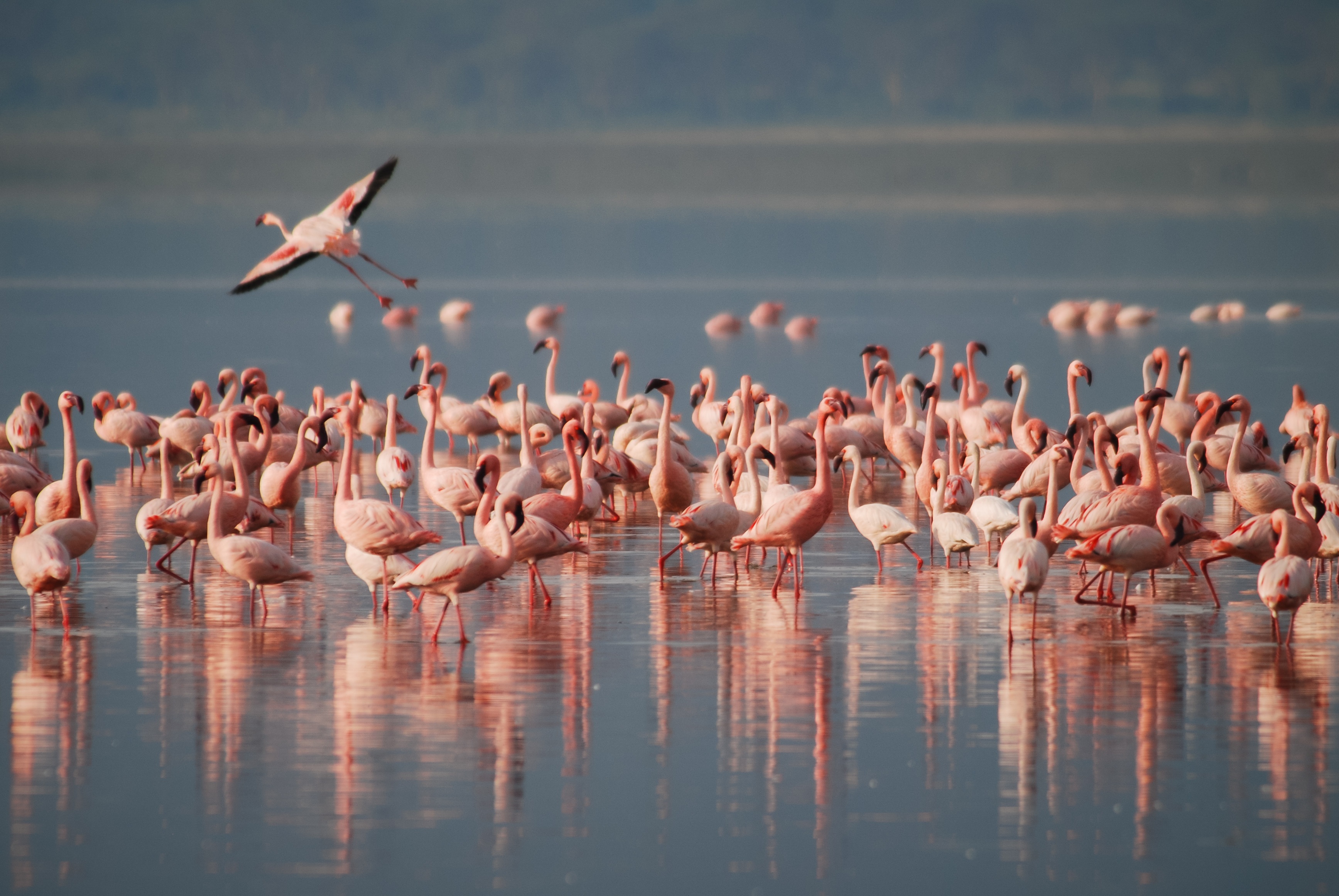 A flock or flamboyance of flamingos feeding and on the wing