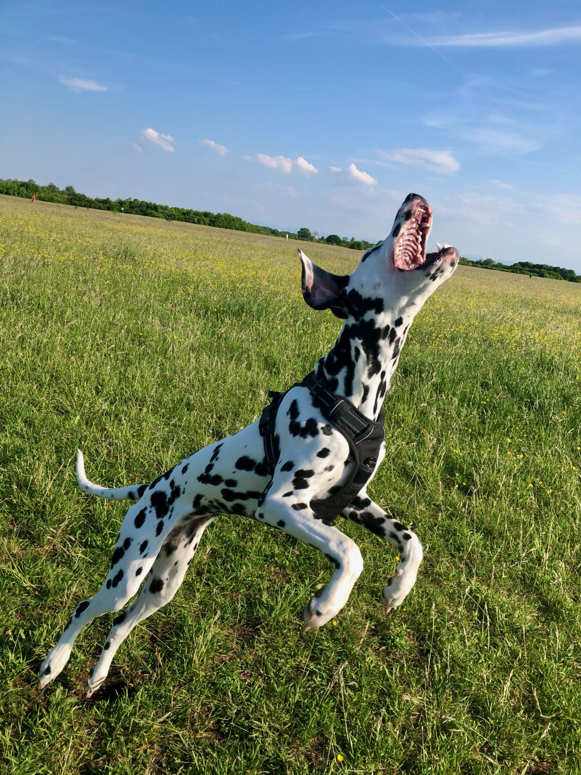 Dalmatian named "Emma" jumping for a treat.