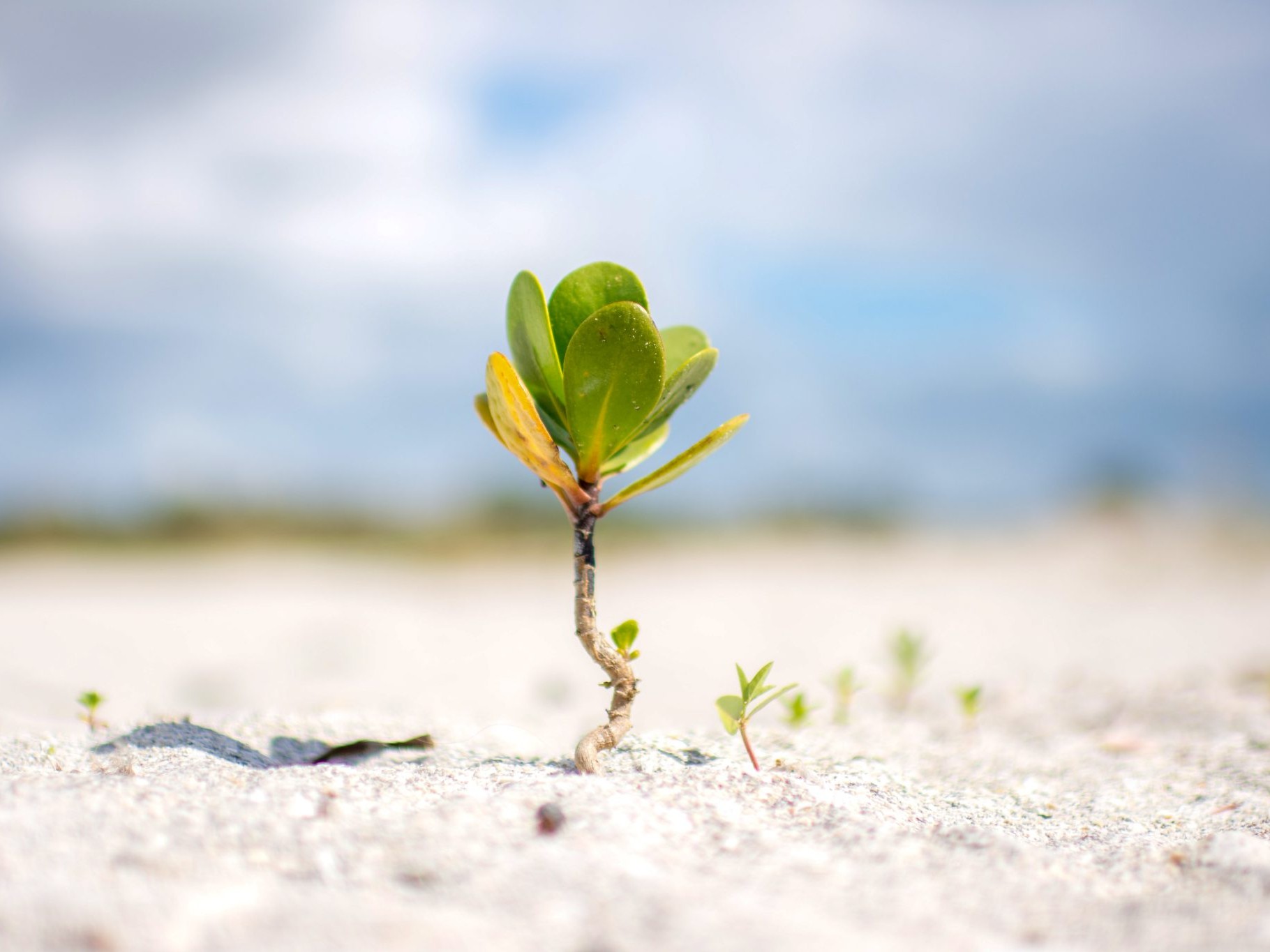 Lone sea grape plant sprouting out of a sandy beach