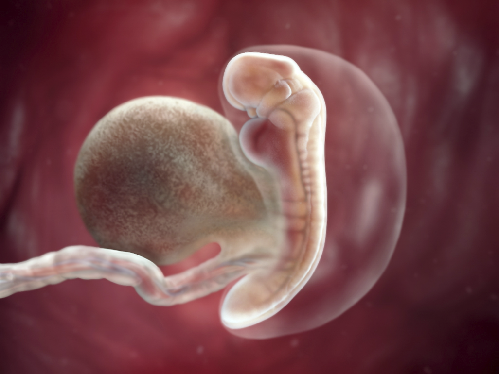 three levels of embryo, ectoderm, mesoderm, and endoderm