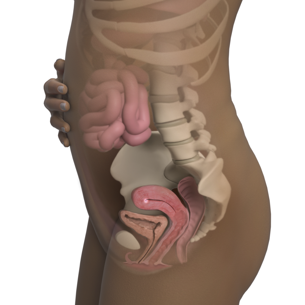 embryo in uterus at 4 weeks