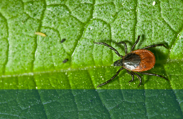 tick on a green leaf