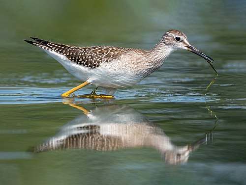 Lesser yellowlegs at JBWR (30664).jpg