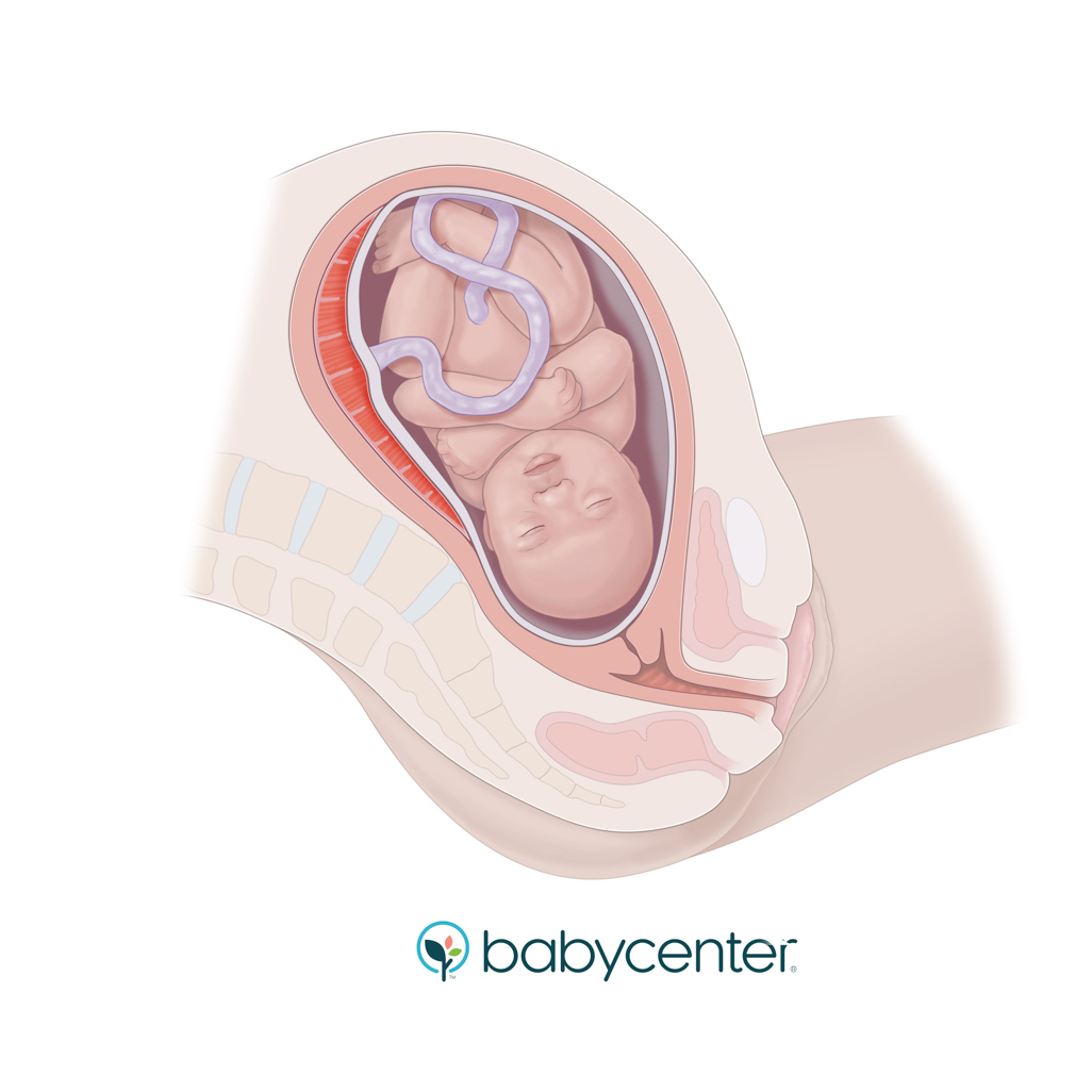 illustration of baby in uterus just before labor