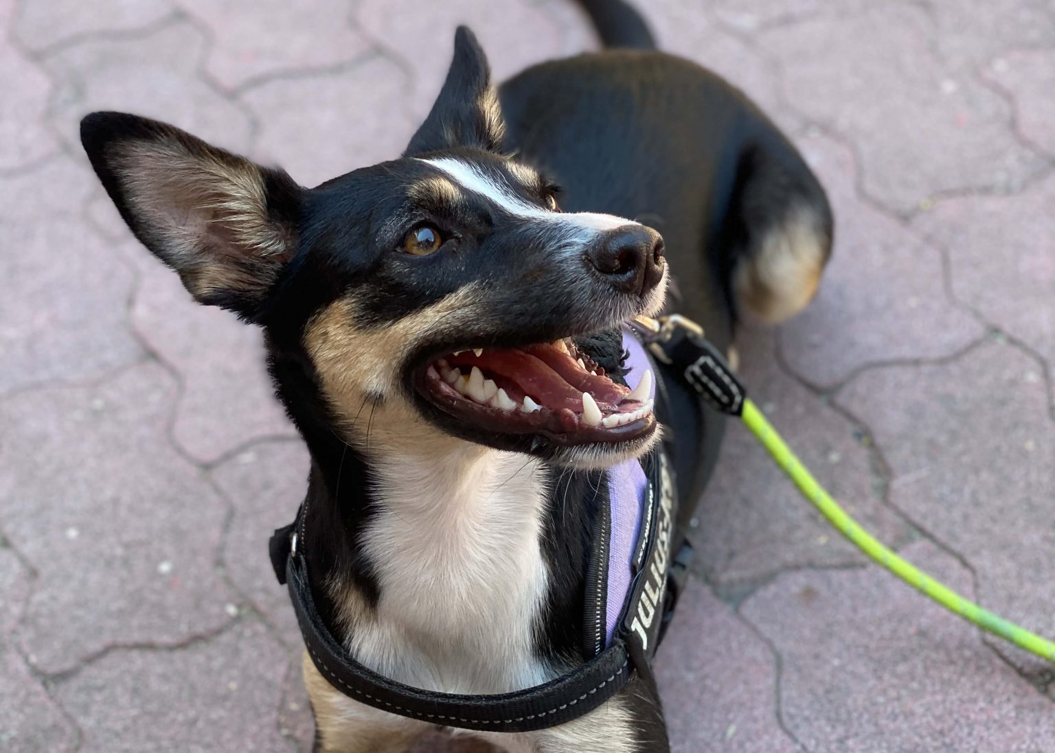 Smiling dog looking up.