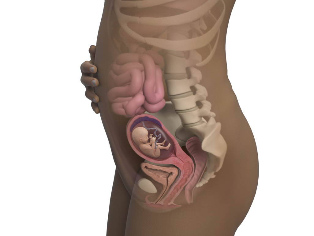 baby in utero at 16 weeks