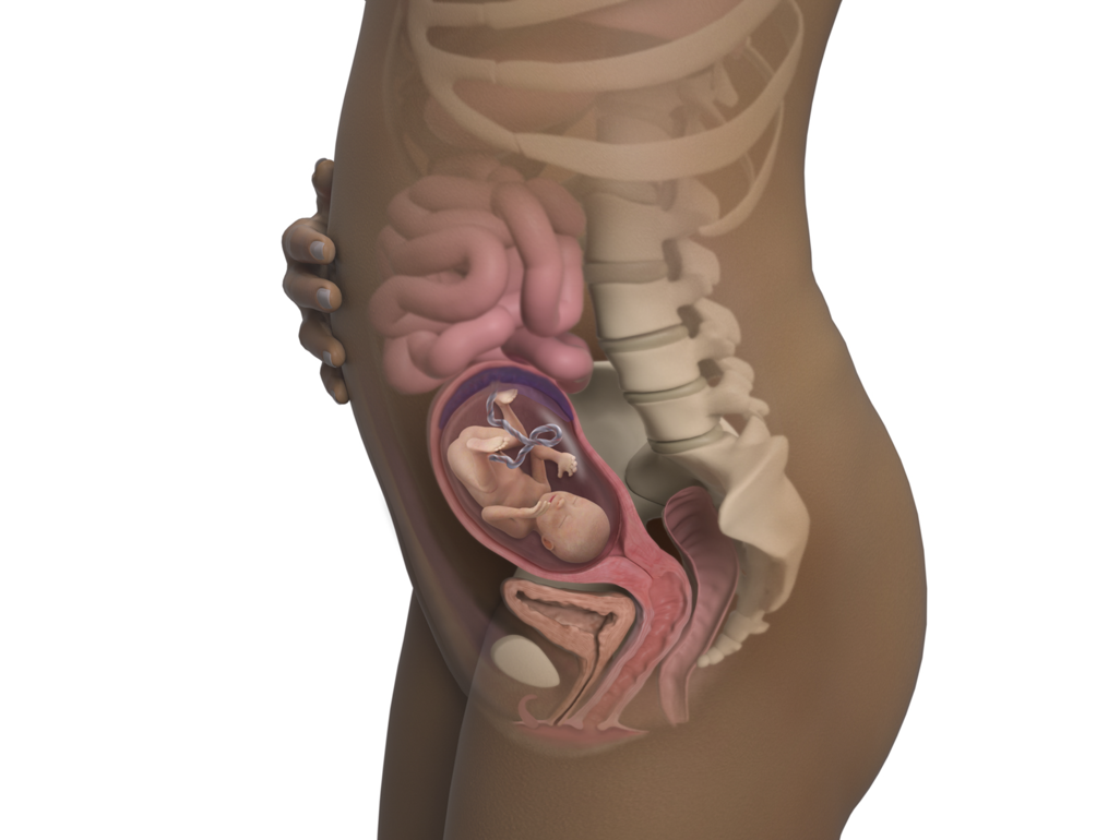 baby in utero at 19 weeks