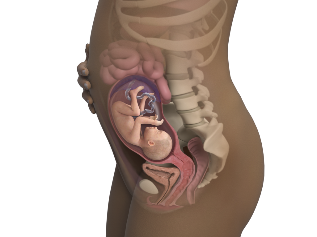 baby in utero at 25 weeks