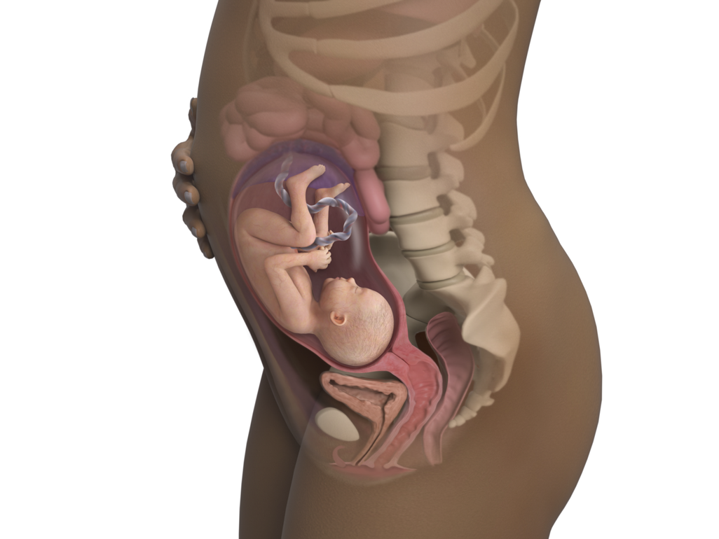 baby in utero at 28 weeks