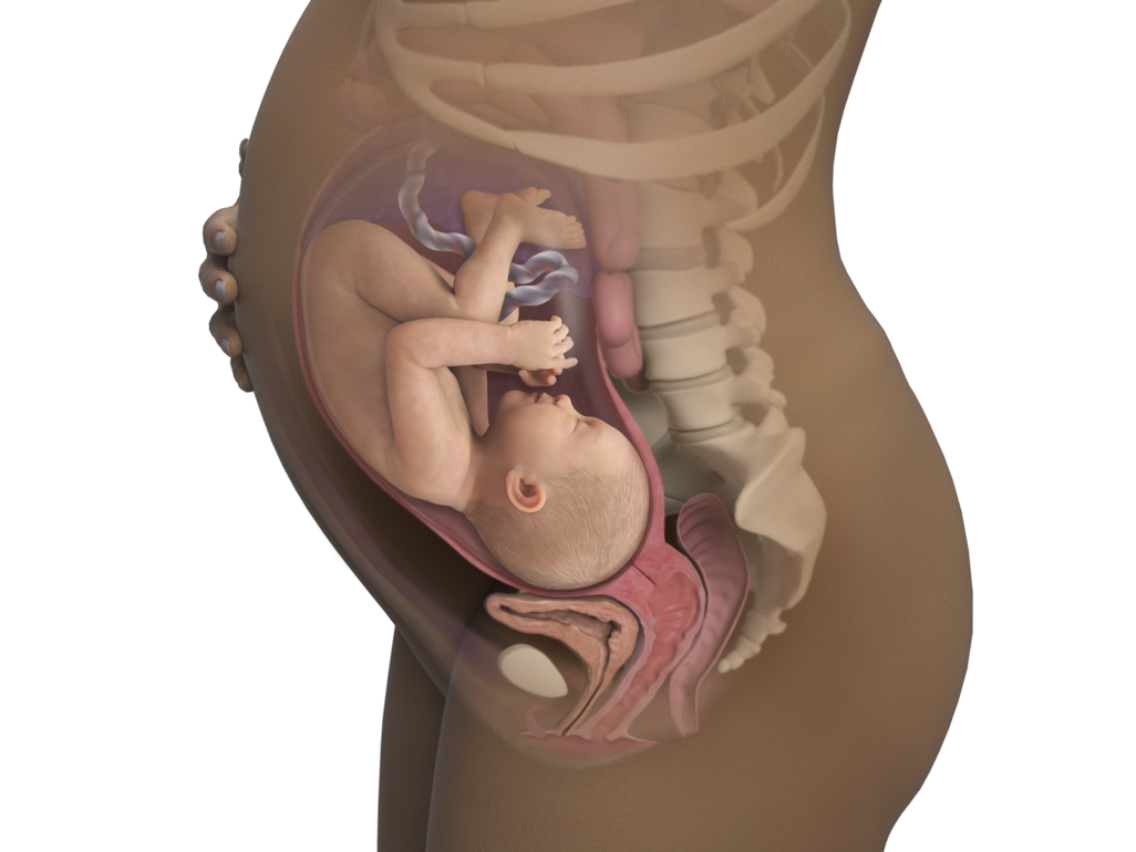 baby in utero at 35 weeks