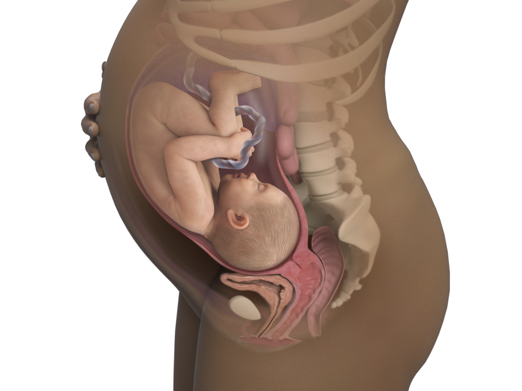 baby in utero at 37 weeks