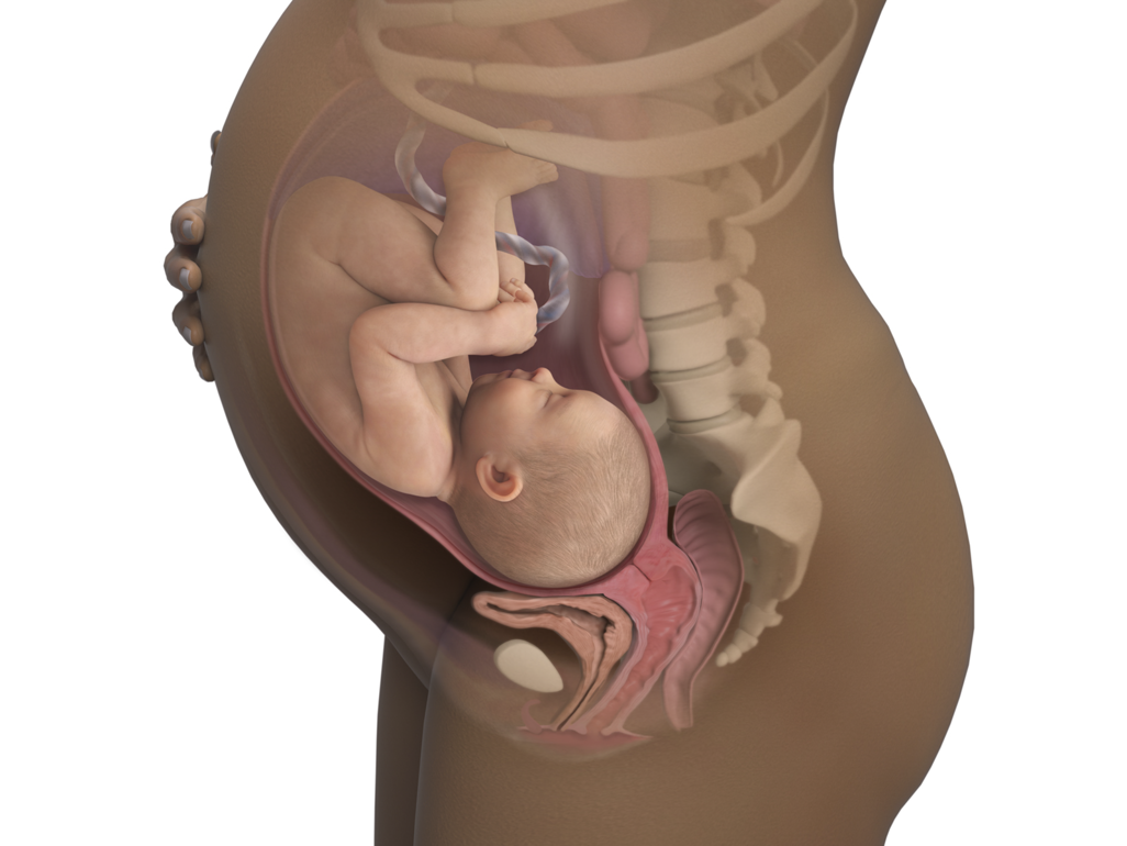 baby in utero at 38 weeks