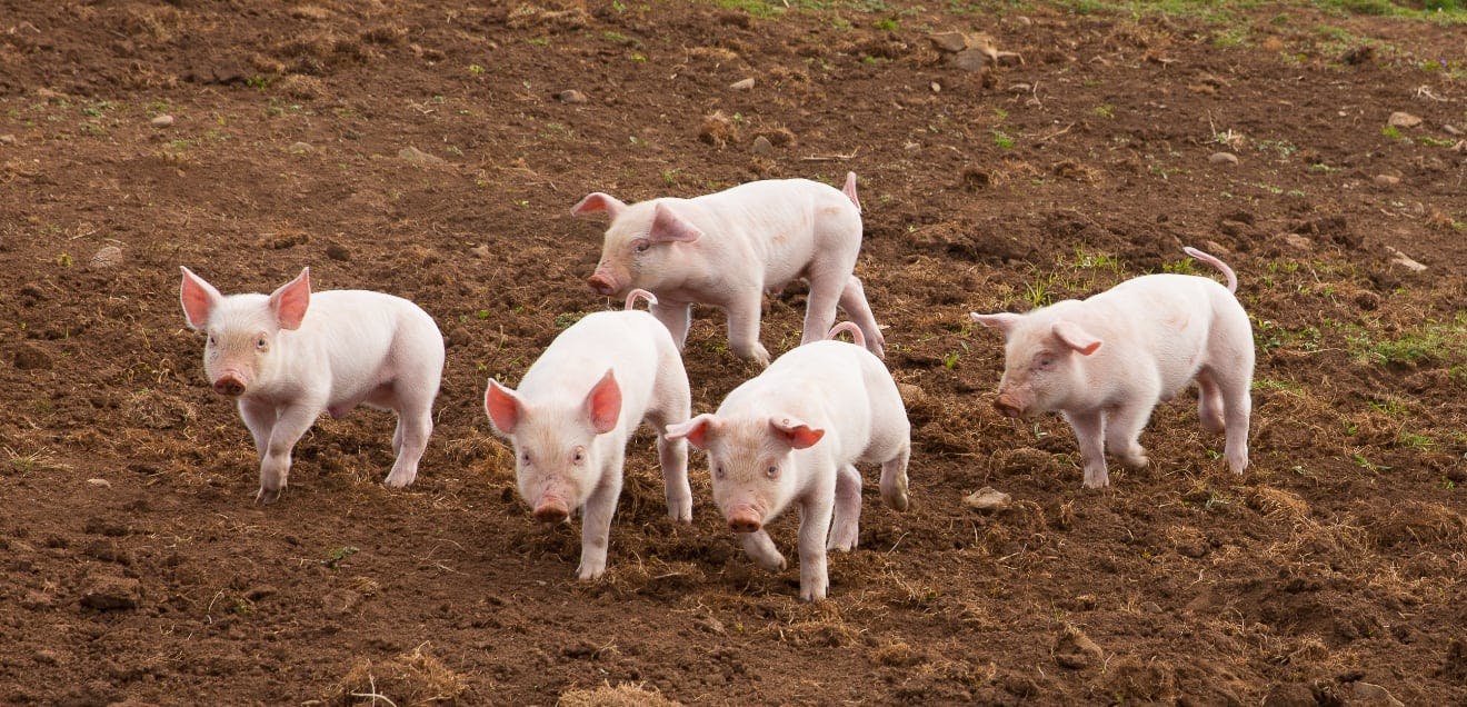 Group of happy pigs