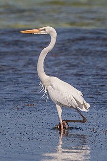 Great blue heron (Ardea herodias occidentalis) white form.JPG