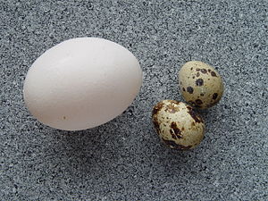 Coturnix coturnix eggs.jpg