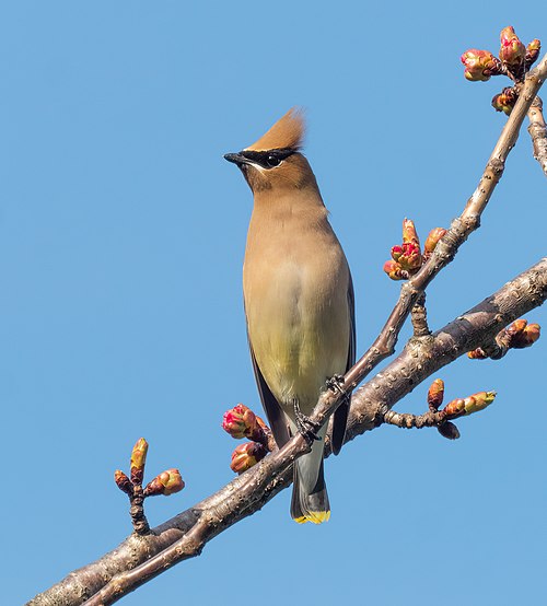 Cedar waxwing in Green-Wood Cemetery (55650).jpg