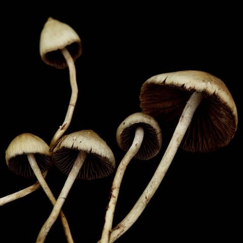 Magic-Mushrooms (Foto: IMAGO, IMAGO / YAY Images)