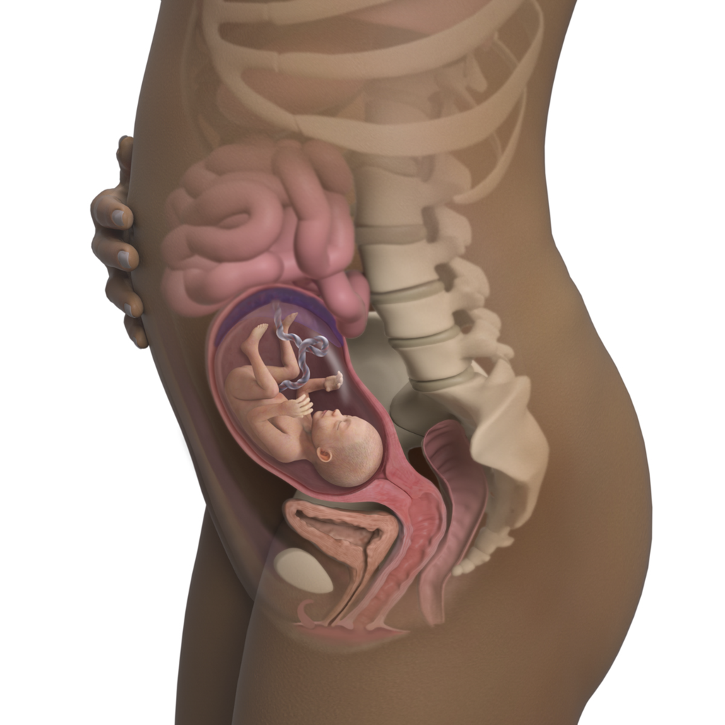 baby in body with uterus pushing against intestines