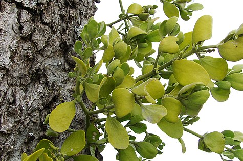 Phoradendron leucarpum