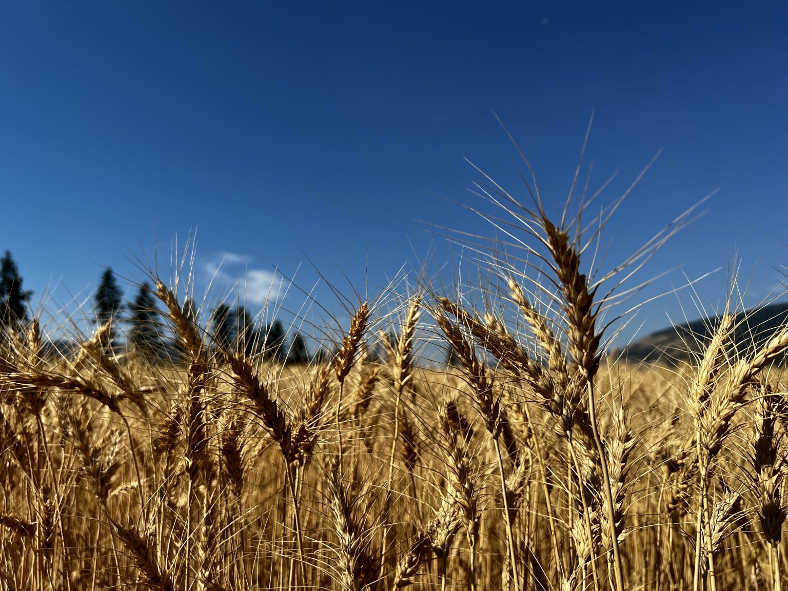 Wheat field with blue sky during harvest season. Photo contributed by Mary Jane Duford to the WordPress Photo Directory.