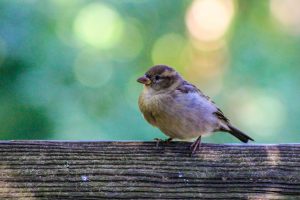 Sparrow, Rochester, New York, USA