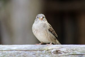 Sparrow, Rochester, New York, USA