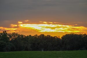 Sunset over apple orchards, Sodus Point, New York, USA