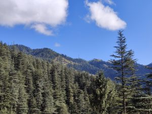 This photo is taken at Kufri location. Tall Pine trees seems like touching the blue sky.