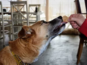 Cropped Hand Of Man Feeding Dog