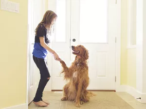 woman shaking the paw of a golden retriever