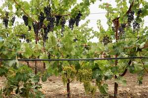 This Napa vineyard looks totally bizarre. Here's why it could help with climate change