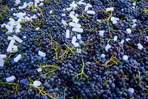 Winemaking in a California heat wave: ‘It's a roll of the dice’