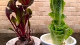 This September 20, 2022 image provided by Jessica Damiano shows beet greens, left, and Romaine lettuce grown indoors from kitchen scraps. (Jessica Damiano via AP)